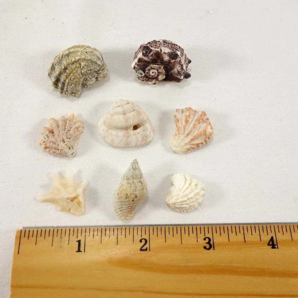 Natural Mini Shells‎ Set of 8 Miniature Crafting Nautical Beach Decor Seashells